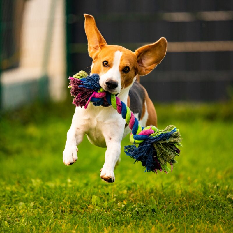 Beagle dog jumping and running with a toy towards the camera